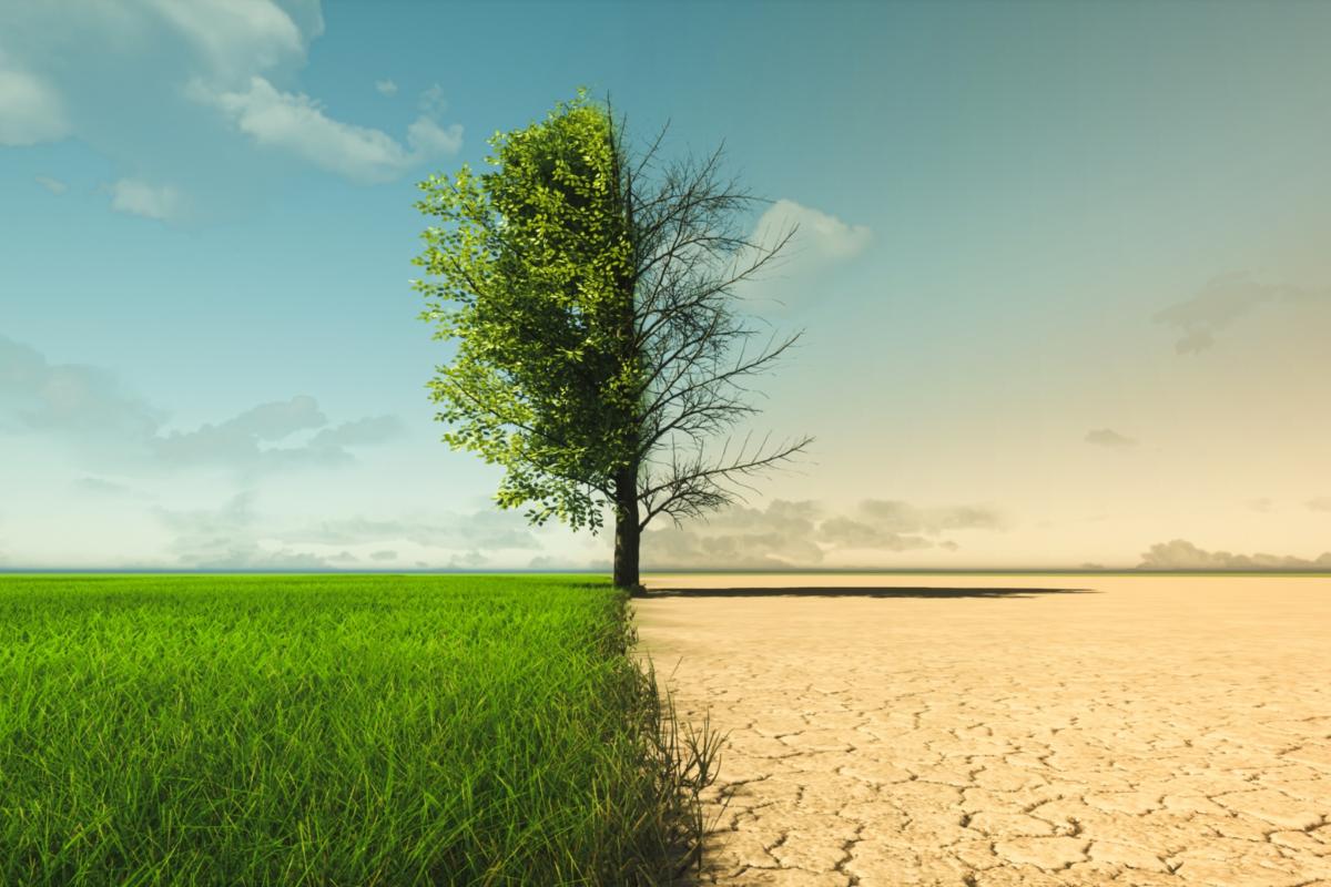Ein zweigeteiltes Bild mit einem Baum in der Mitte - auf der linken Seite hat der Baum grüne Blätter und es wächst hohes, grünes Gras, auf der rechten Seite hat der Baum keine Blätter und der Boden ist ausgetrocknet und rissig.